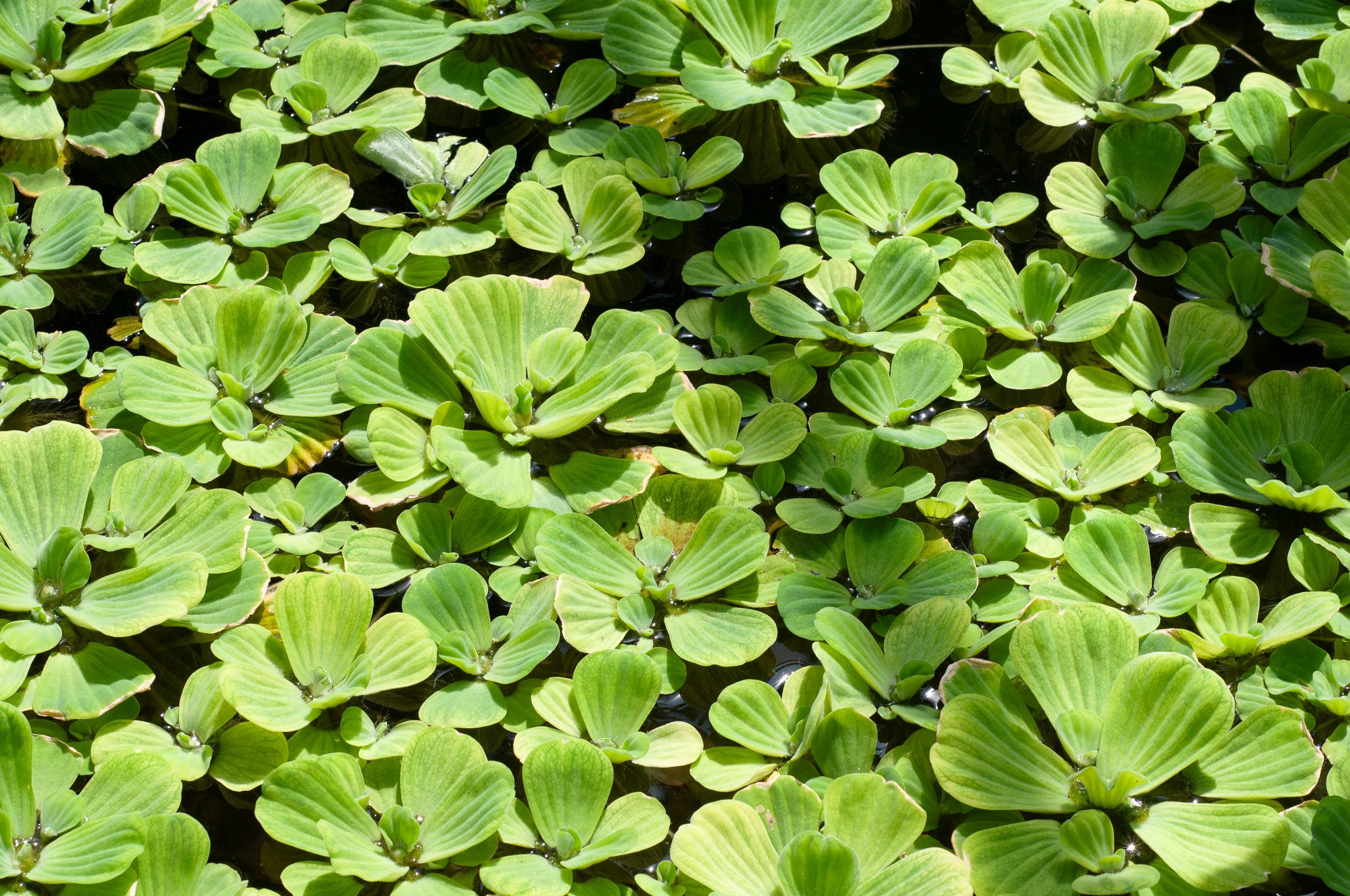 pistia tanaman stratiotes lattuga acquatica kapu apu druid conservatory botanic peters rawlings gardens digemari nativa putra