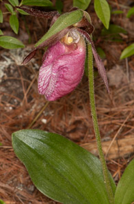 Cypripedium acaule (pink lady’s slipper, moccasin flower, lady’s slipper)