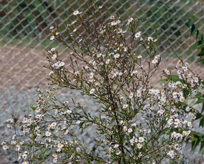 Symphyotrichum dumosum (bushy American-aster, long-stalked aster, rice button aster)