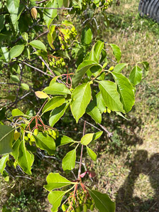 Viburnum lentago (nannyberry, sheepberry, sweet viburnum)