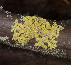 Vulpicida pinastri (powdered sunshine lichen)
