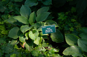 Hosta sieboldiana (plantain lily)