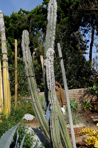 Cephalocereus senilis (bunny cactus, old man cactus, old man of Mexico, veijo, white Persian cat cactus)