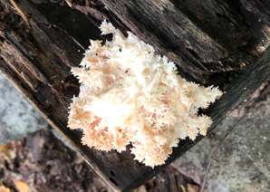 Hericium coralloides (comb tooth)