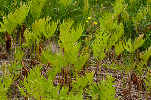 Onoclea sensibilis (sensitive fern, bead fern, meadow brake)