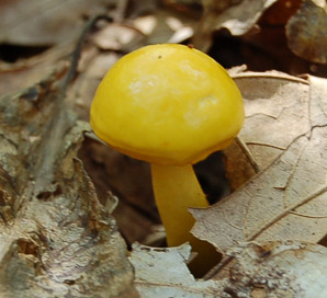 Hygrocybe flavescens (yellow waxcap)