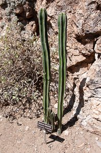 Marginatocereus marginatus (Mexican fencepost)