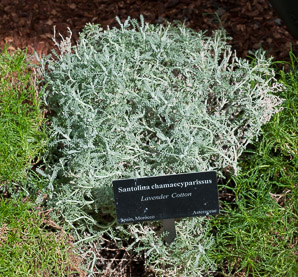 Santolina chamaecyparissus (lavender cotton)