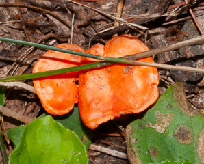 Cantharellus cinnabarinus (cinnabar chanterelle, apricot chanterelle)