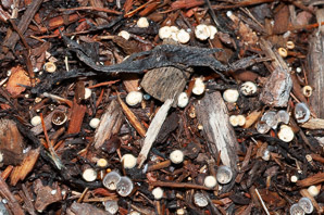 Cyathus stercoreus (dung bird’s nest)