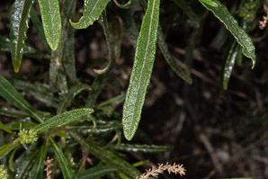 Eriodictyon californicum (yerba santa, mountain balm, bear’s weed, gum bush, gum plant, consumptive weed)