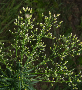 Conyza canadensis (horseweed, Canada horseweed)