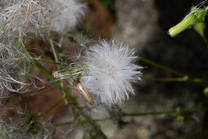 Erechtites hieraciifolius (American burnweed, fireweed, pilewort)