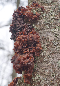 Tremella fimbriata (leafy jelly fungus, leafy brain, jelly leaf, brown witch’s butter)