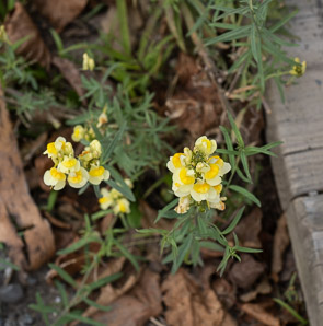 Linaria vulgaris (butter and eggs, common toadflax, yellow toadflax)