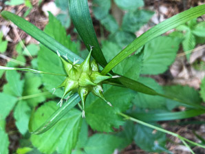 Carex intumescens (bladder sedge, greater bladder sedge, shining bur sedge, swollen sedge)