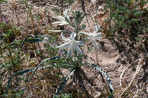 Hesperocallis undulata (desert lily, ajo lily)