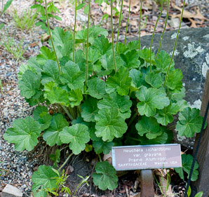 Heuchera richardsonii (prairie alum-root)