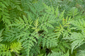 Ambrosia artemisiifolia (common ragweed, ragweed, bitterweed, annual ragweed, roman-wormwood, blackweed, carrot weed, hay fever weed, stammerwort, stickweed, tassel weed, American wormwood)
