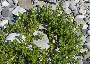 Honckenya peploides (seabeach sandwort)