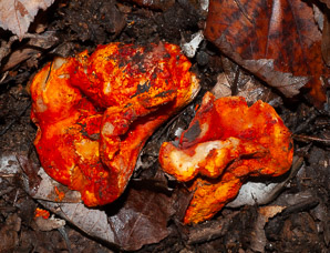 Hypomyces lactifluorum (lobster mushroom)