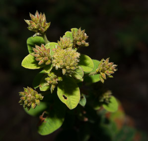 Lespedeza hirta (hairy bush-clover)
