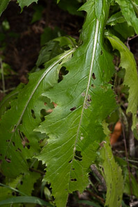 Erechtites hieraciifolius (American burnweed, fireweed, pilewort)