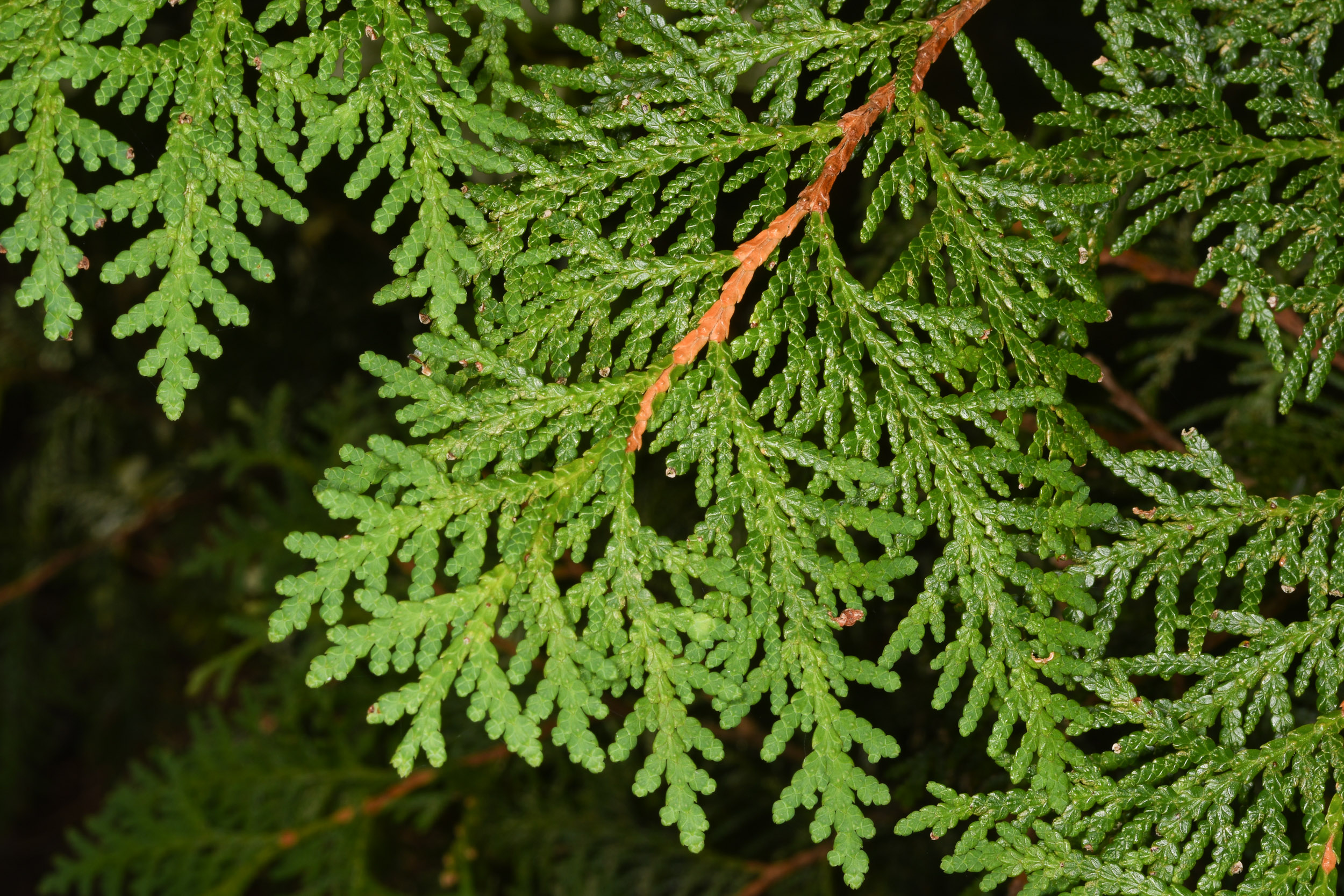 Thuja occidentalis (Northern white cedar)