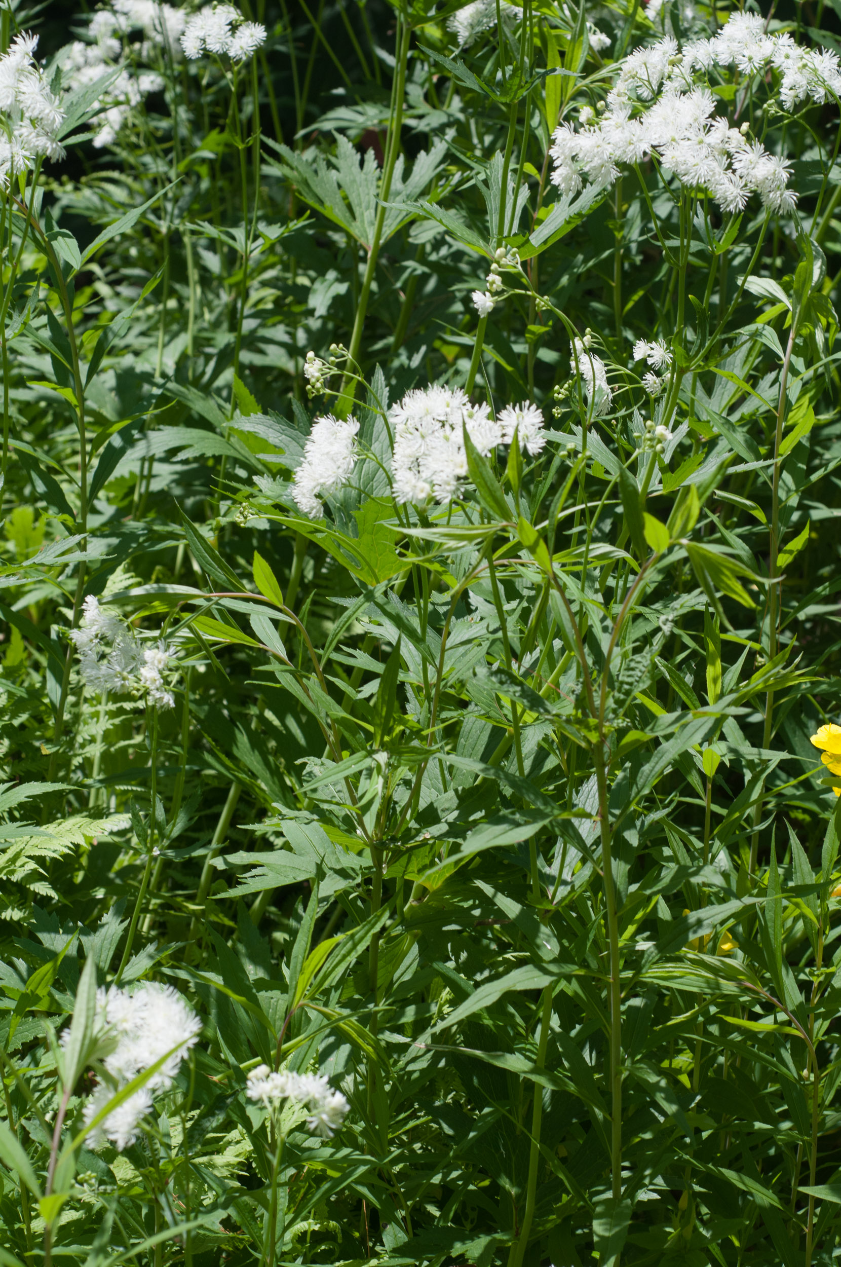 Trautvetteria caroliniensis (False bugbane)