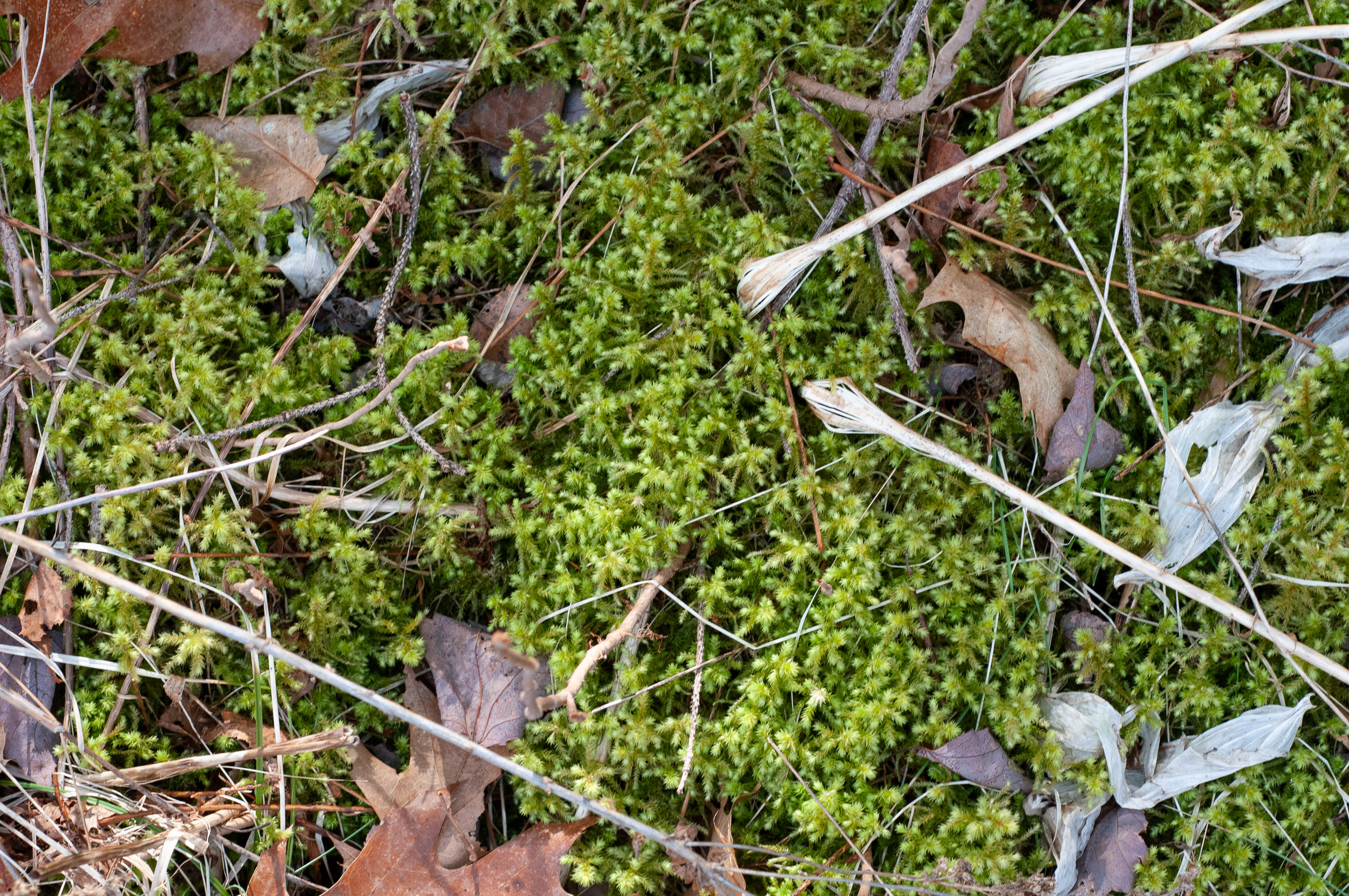 Rhytidiadelphus triquetrus (Rough goose neck moss)