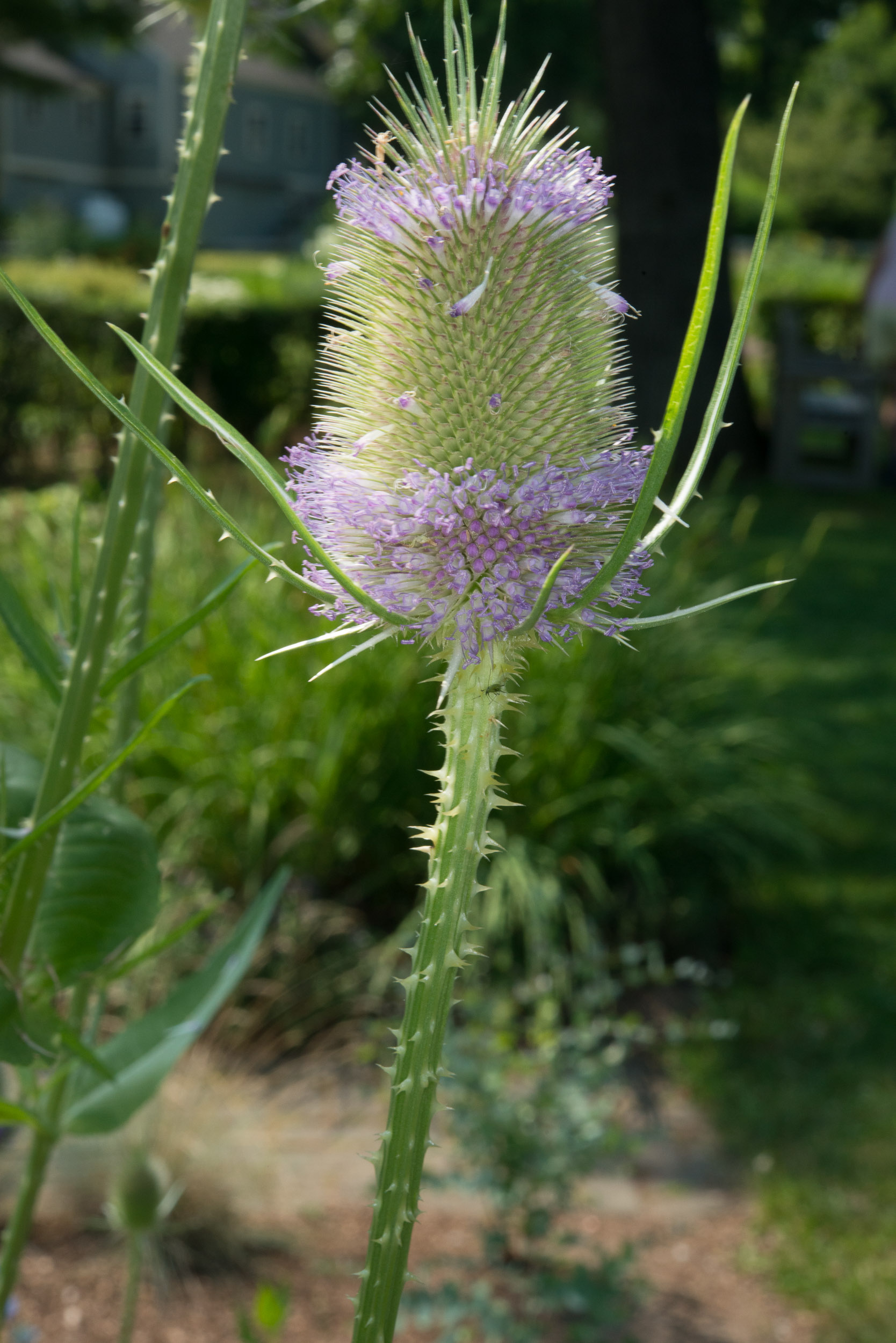Dipsacaceae About this Image