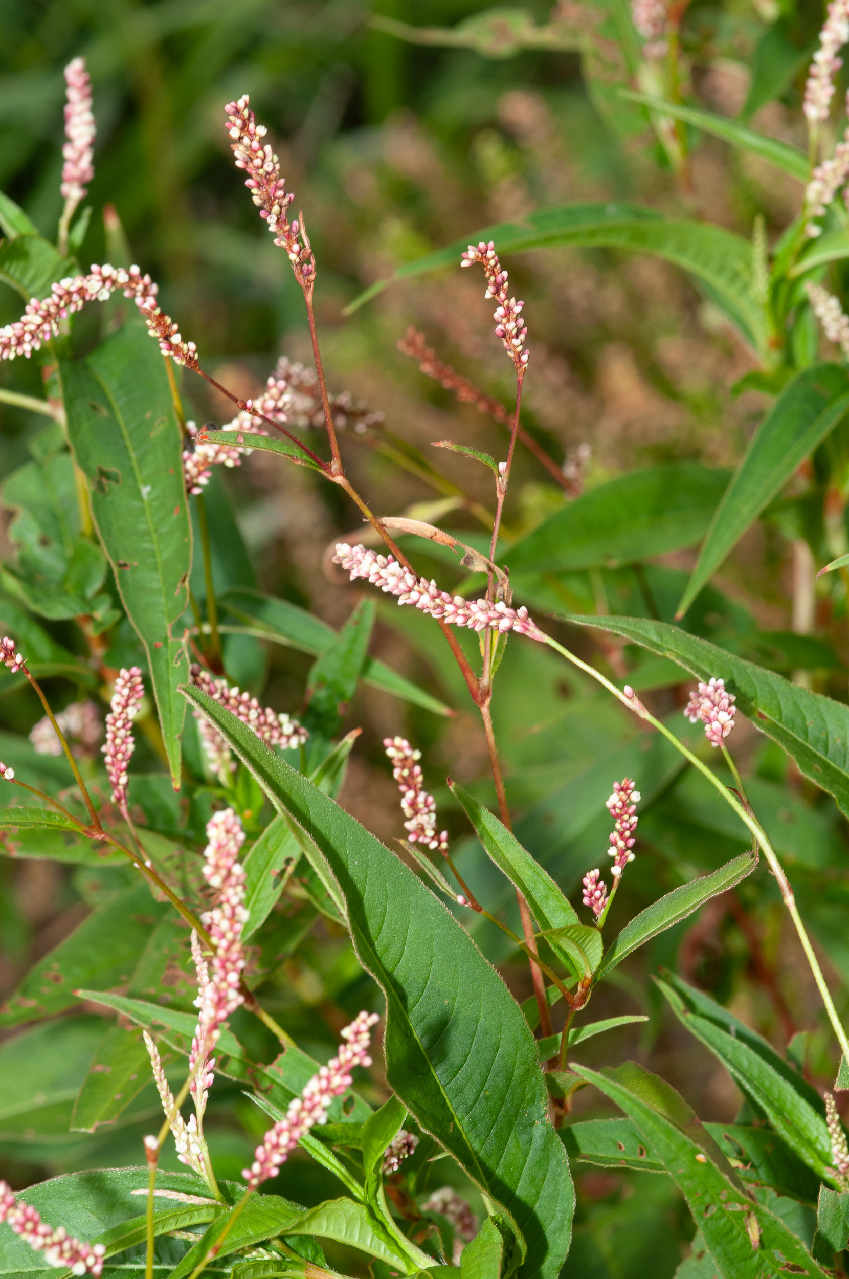 Polygonum persicaria E 138 Spotted Lady's Thumb 100+ seeds Knotweed 