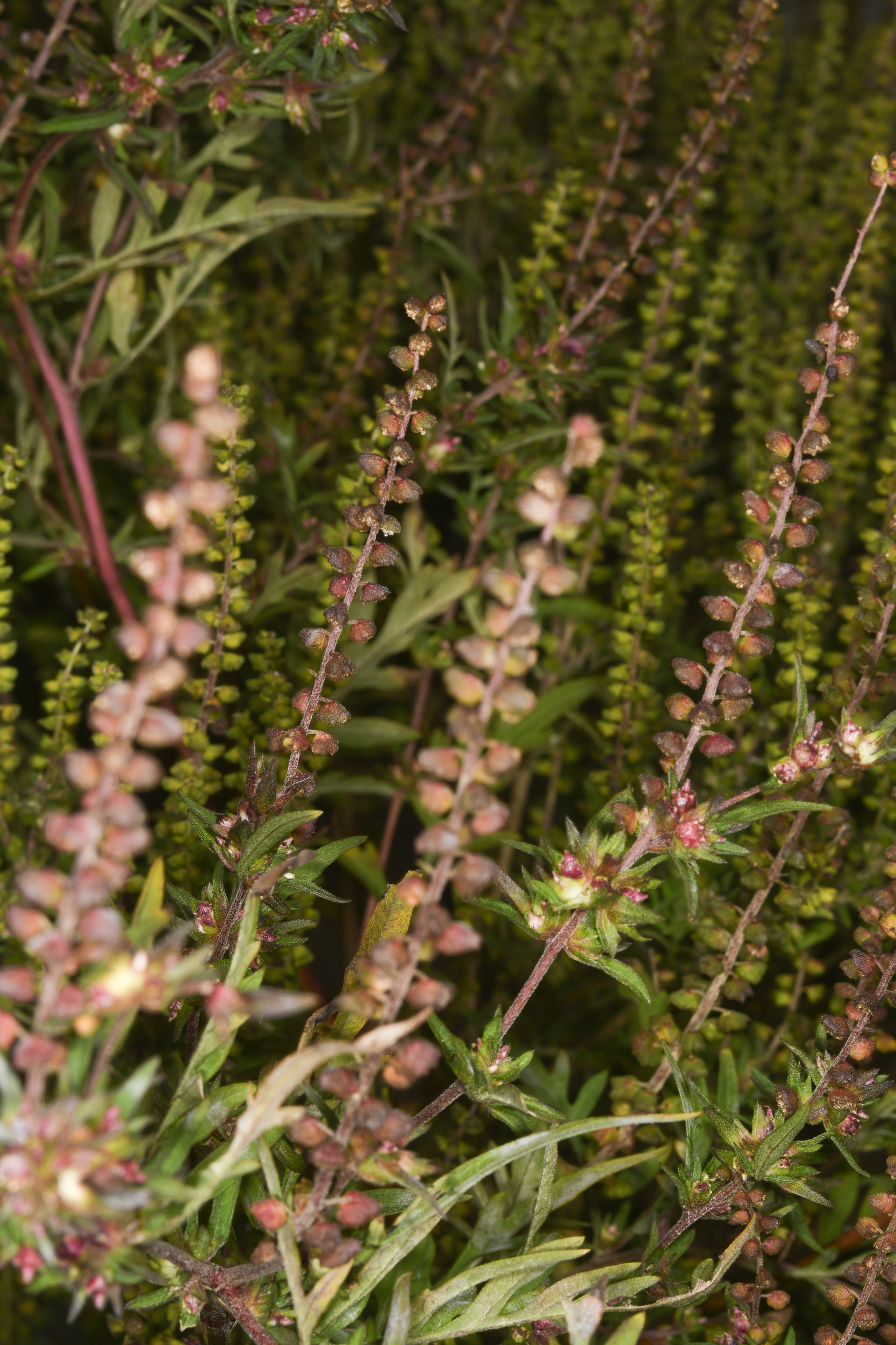 Ragweed Purple Flowers