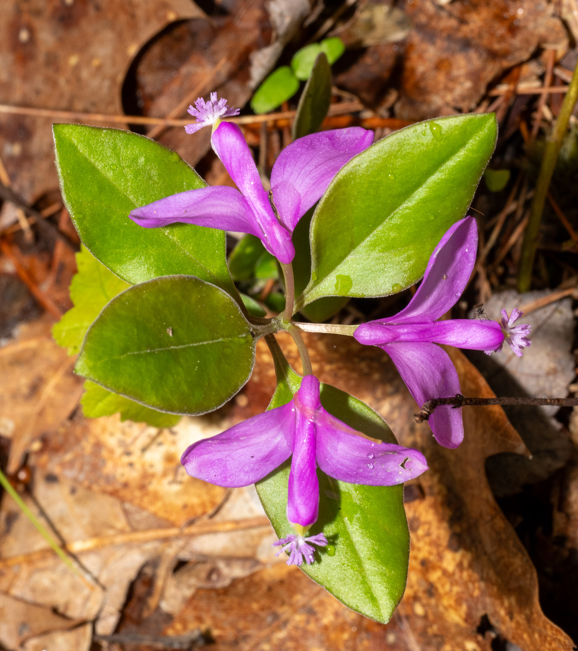 Polygal Spring Polygala paucifolia (Fringed polygala)