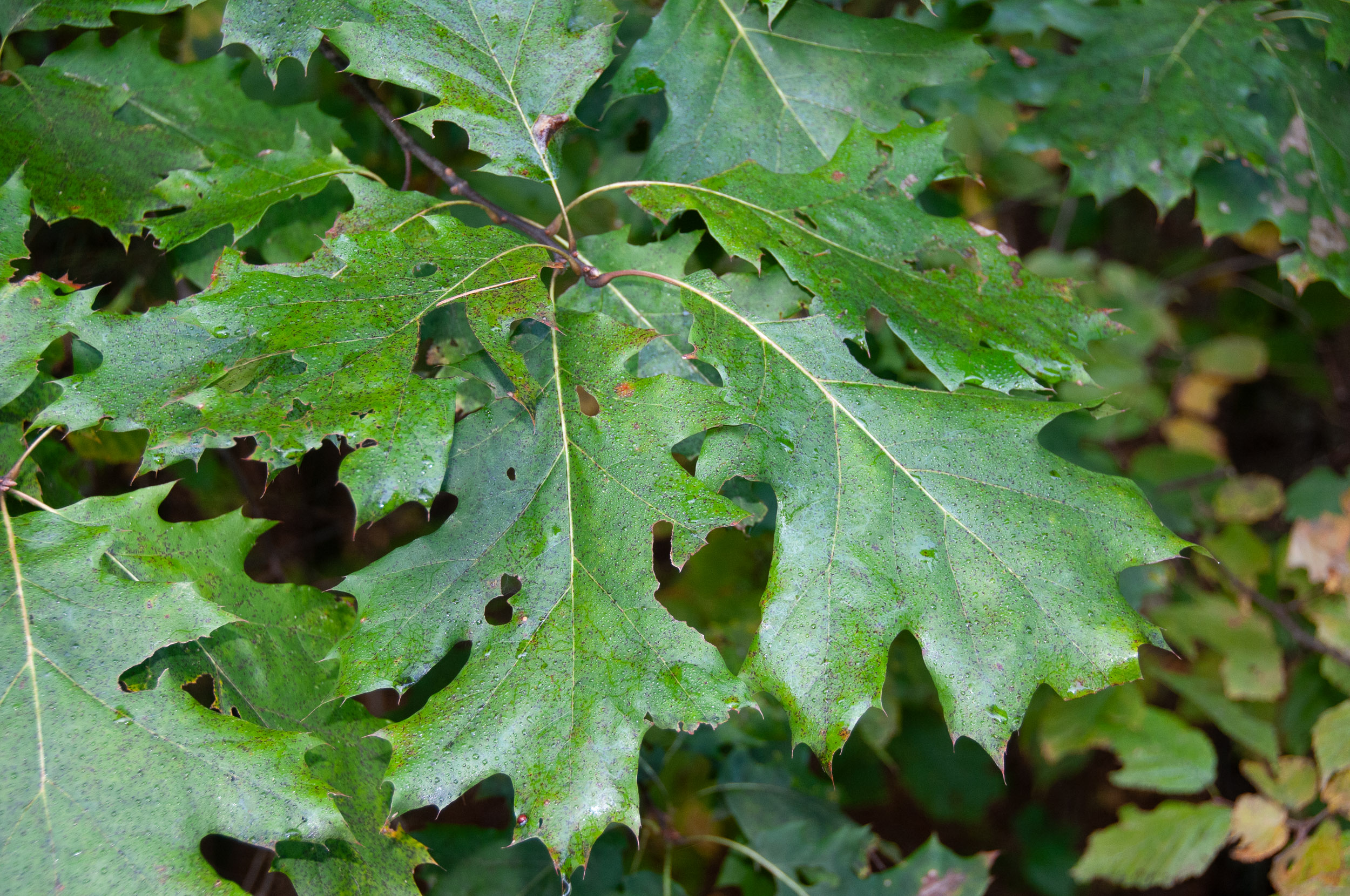 Quercus velutina (Eastern black oak)
