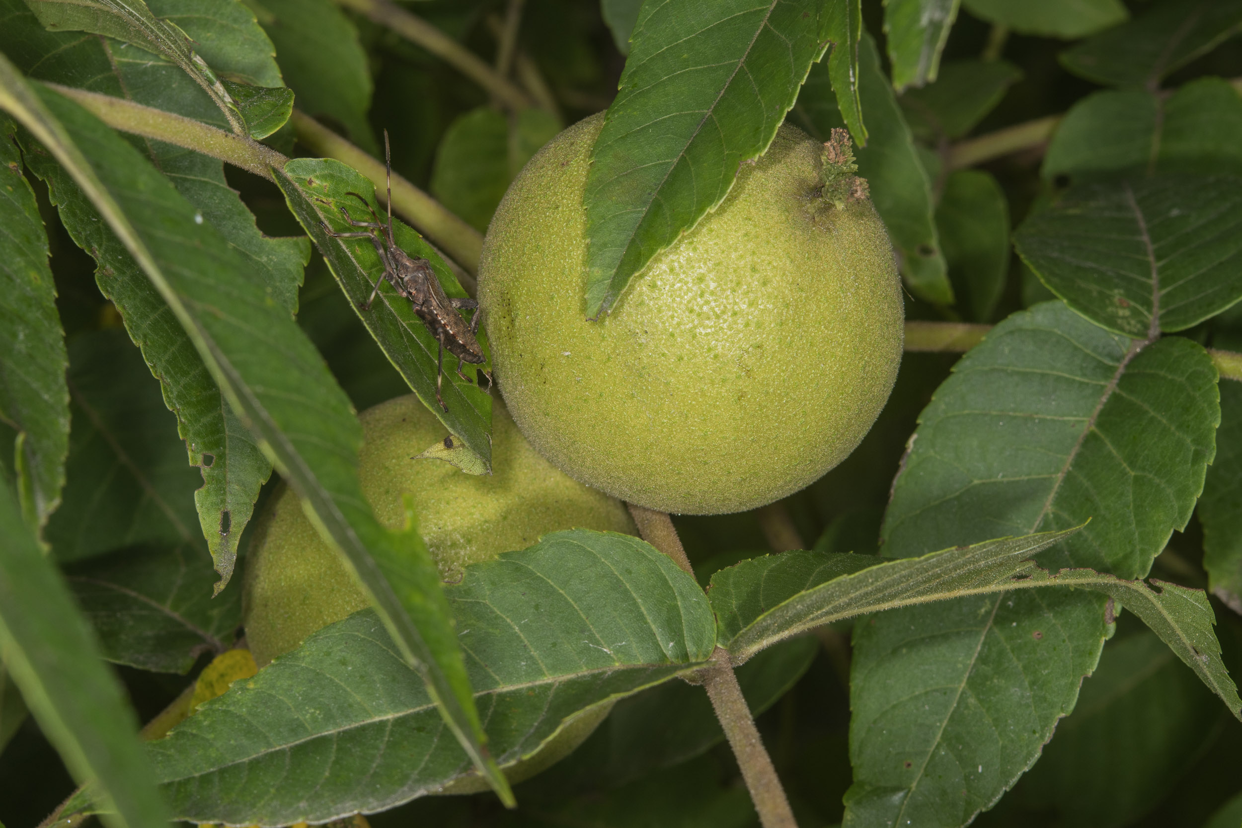Плод с дурным запахом. Орех черный, Juglans nigra. Южный плод. Плод Южного дерева. Eastern Black Walnut.
