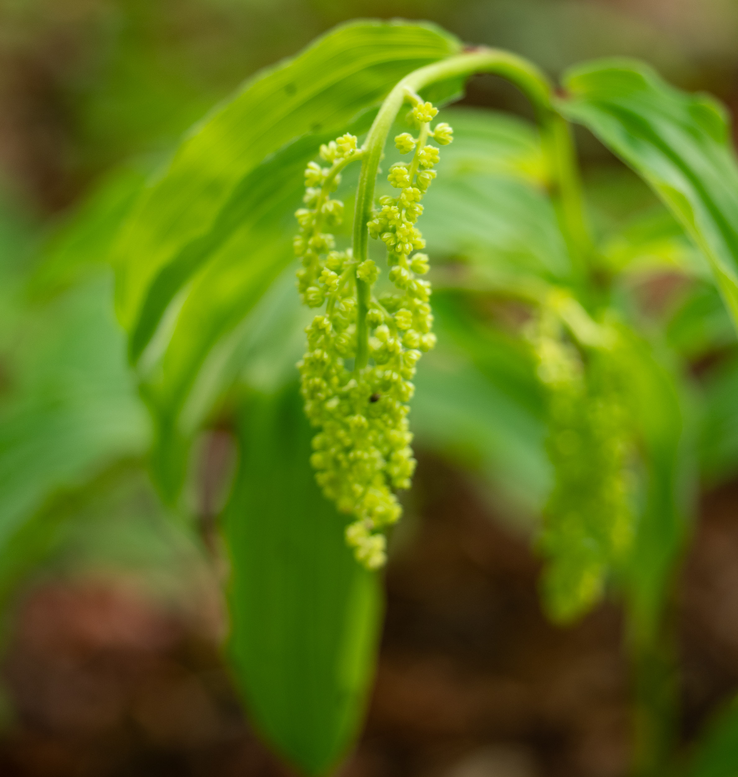Sanango Racemosum About this Image