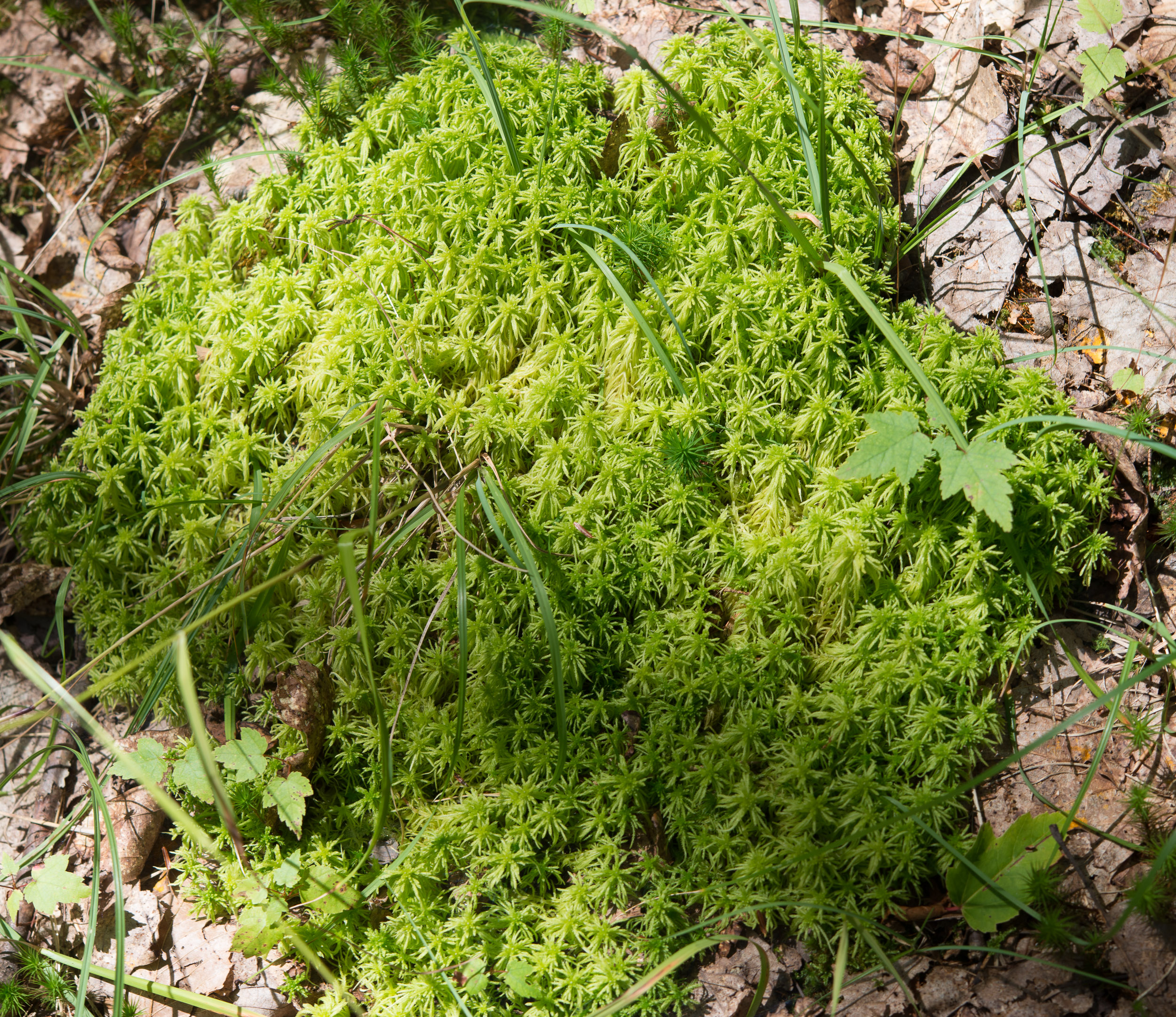 Sphagnum squarrosum (Spiky bog moss)