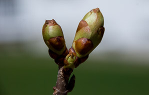 Aesculus × (red horse-chestnut)