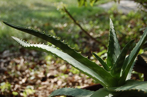 Aloe saponaria (soap aloe)