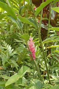 Alpinia purpurata (red ginger, jungle queen, jungle king, opuhi uteute, gengibre rojo, Tahitian ginger, ostrich plume)