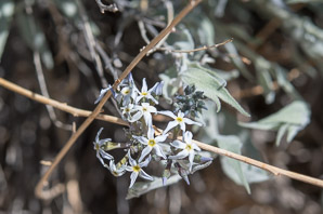 Amsonia tomentosa (woolly bluestar, gray amsonia)