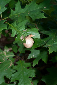 Andricus kollari (oak marble gall)