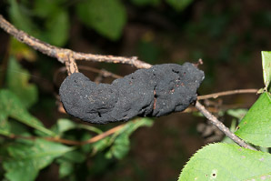 Apiosporina morbosa (black knot fungus)