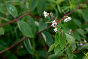Apocynum androsaemifolium (spreading dogbane)