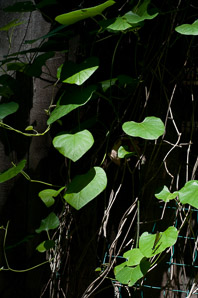 Aristolochia tomentosa (pipe-vine)
