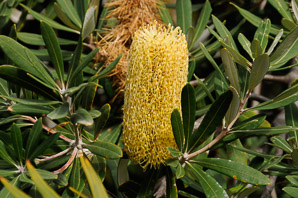 Banksia L.