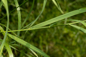 Bromus inermis (smooth brome)