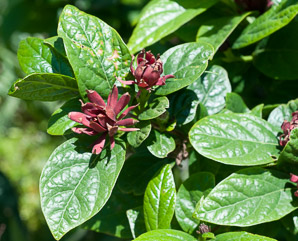 Calycanthus floridus (sweet shrub, Carolina allspice, Eastern sweetshrub, sweetshrub)