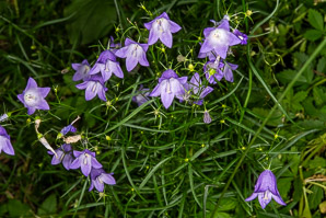Campanula rotundifolia (bluebell, harebell, bluebell bellflower)